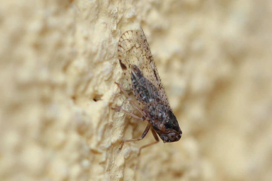 Cixiidae: Cixius o Tachycixius sp.?