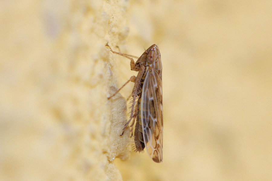 Cicadellidae:Psammotettix sp.