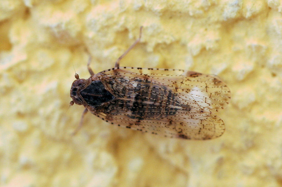 Cixiidae: Cixius o Tachycixius sp.?