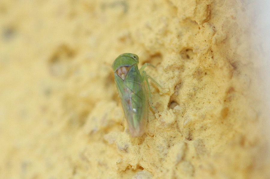 Id. Cicadellidae