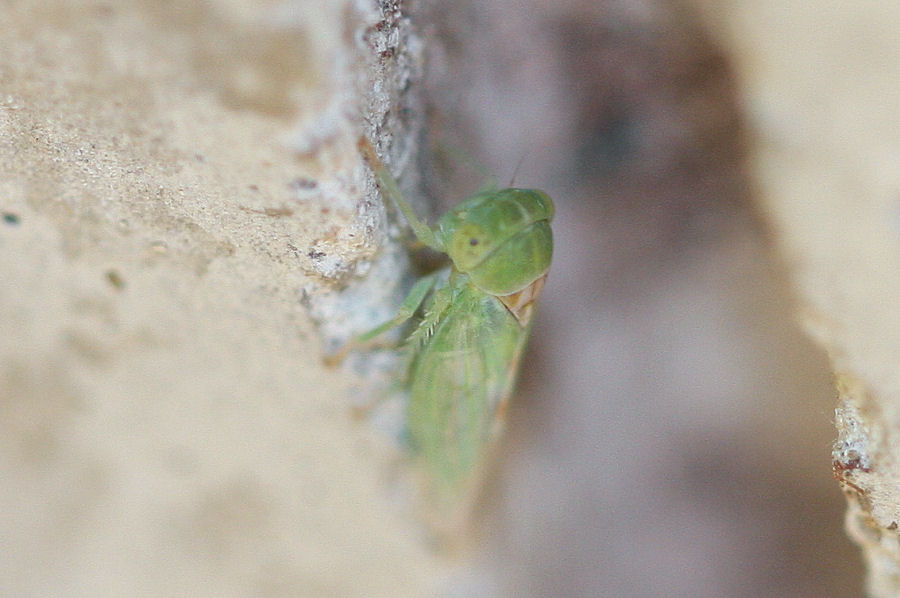 Id. Cicadellidae