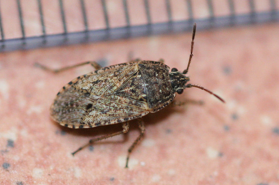 Lygaeidae: Emblethis denticollis dell''Emilia (BO)