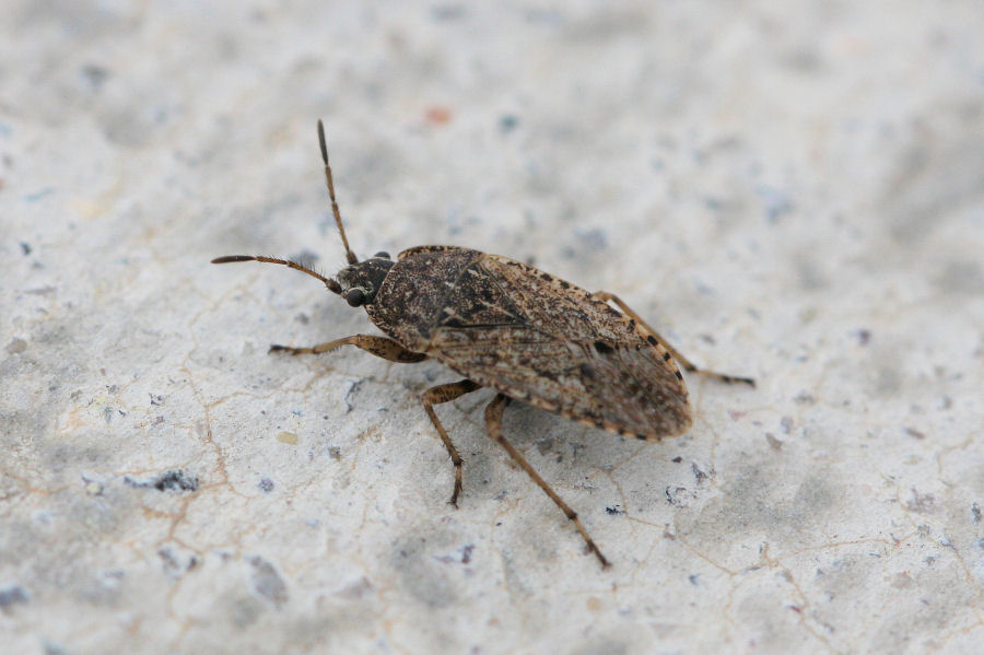 Lygaeidae: Emblethis denticollis dell''Emilia (BO)