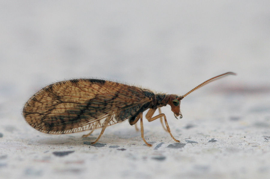 Micromus angulatus