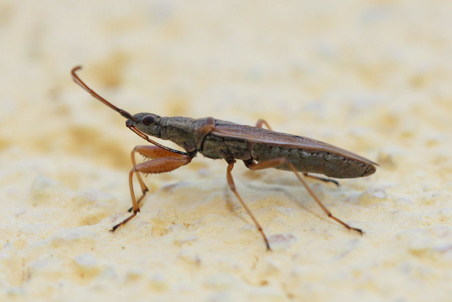 Lygaeidae: Paromius gracilis dell''Emilia (BO)