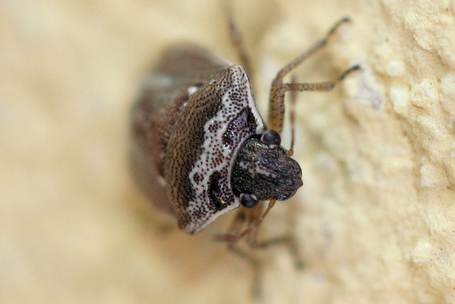Pentatomidae: Eysarcoris ventralis dell''Emilia (BO)