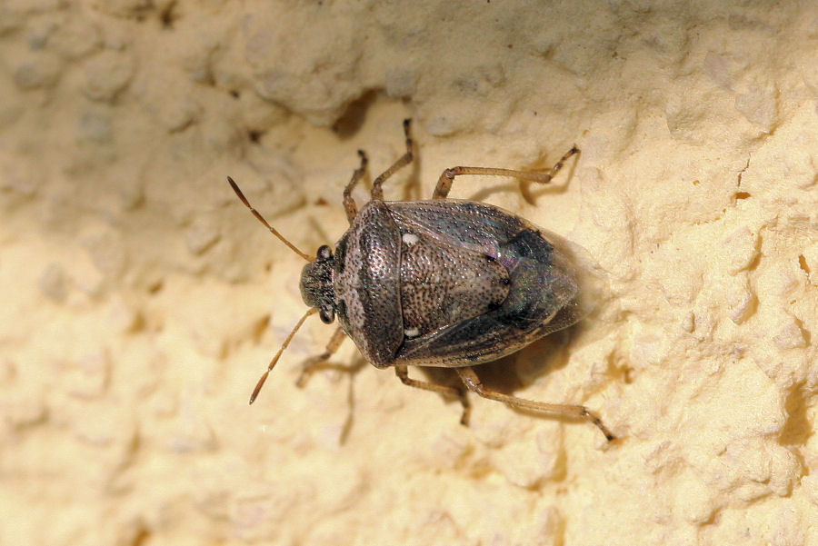 Pentatomidae: Eysarcoris ventralis dell''Emilia (BO)