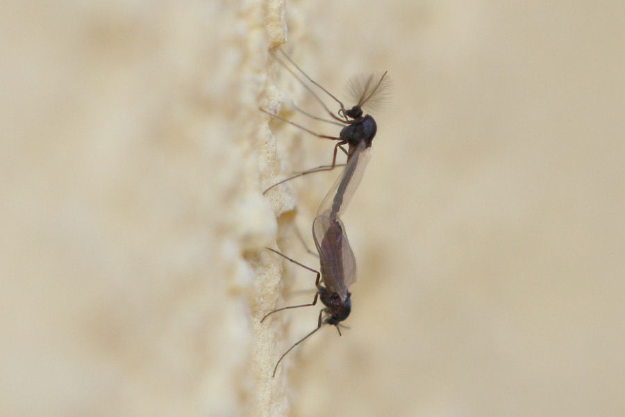 Piccolo grande amore....:Chironomidae in love