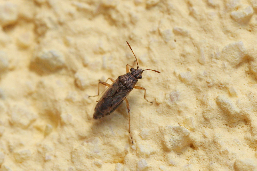 Lygaeidae: Nysius sp.
