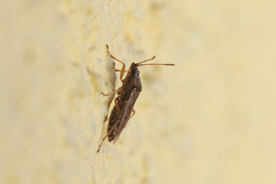 Lygaeidae: Nysius sp.