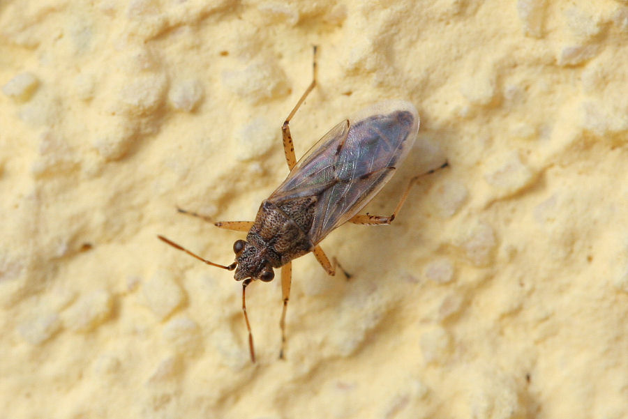 Lygaeidae: Nysius sp.