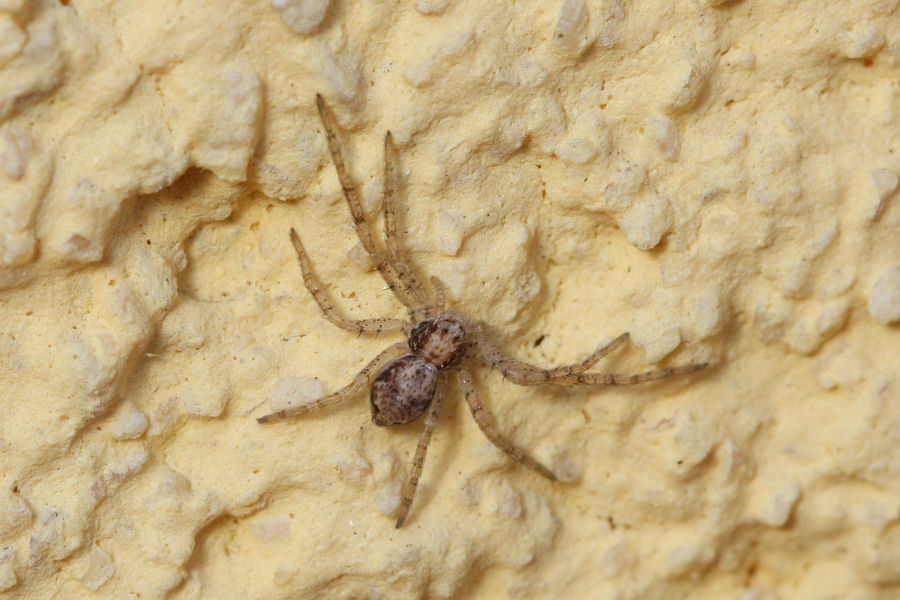 Philodromus sp.