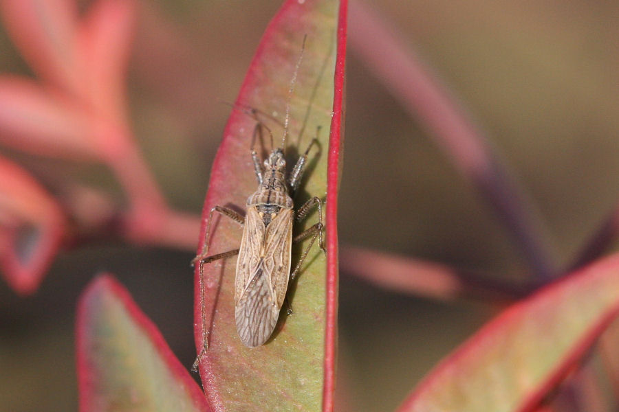 Nabidae: Nabis sp. dell''Emilia (BO)