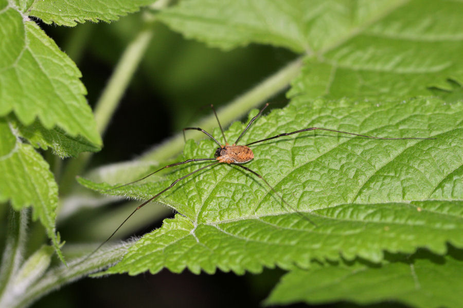 Dasylobus graniferus (?) della collina bolognese