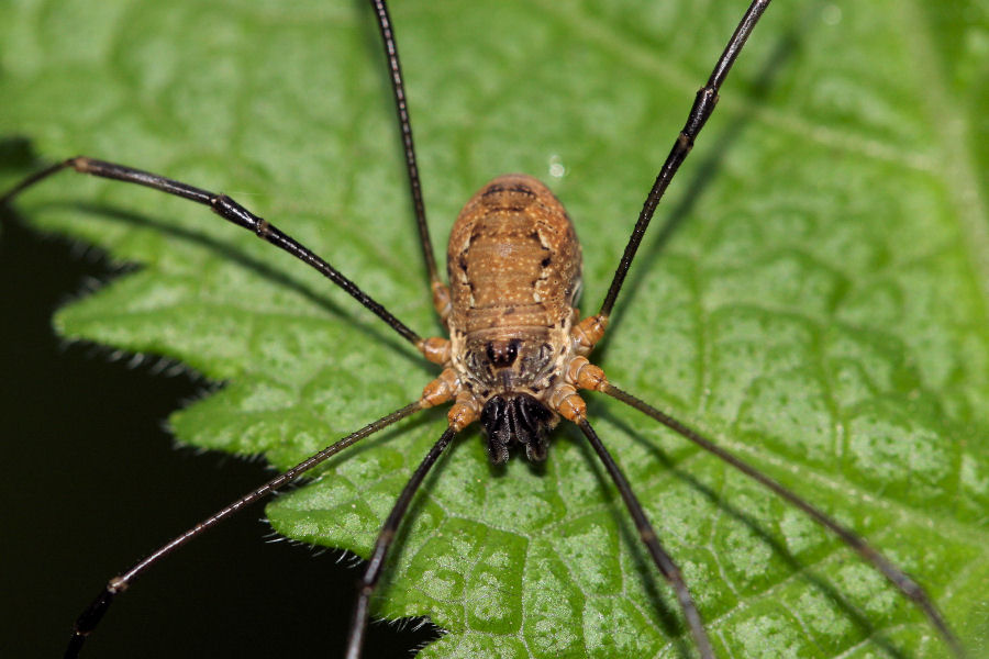 Dasylobus graniferus (?) della collina bolognese