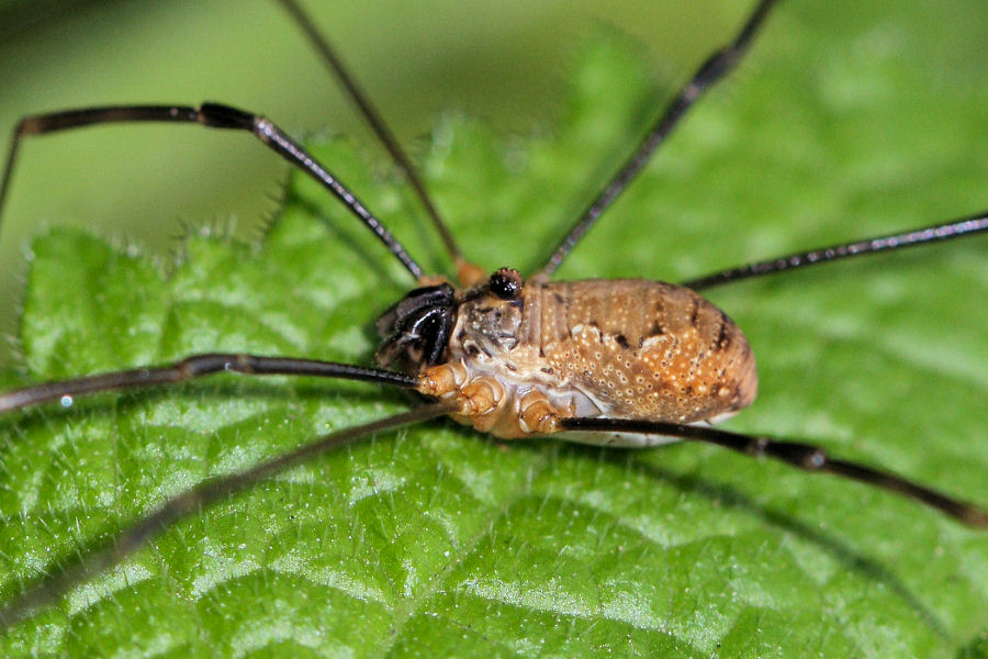 Dasylobus graniferus (?) della collina bolognese