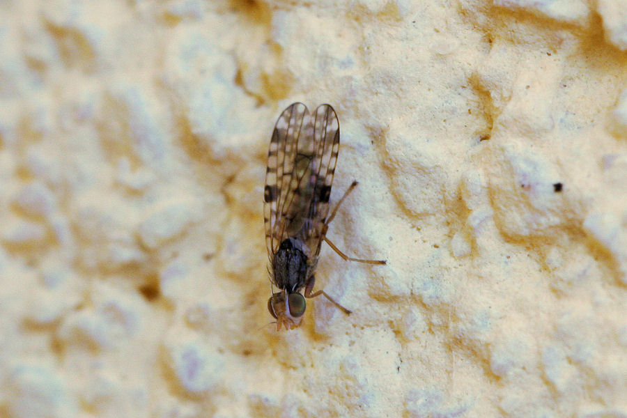 Tephritidae: Probabile Dioxyna sp.