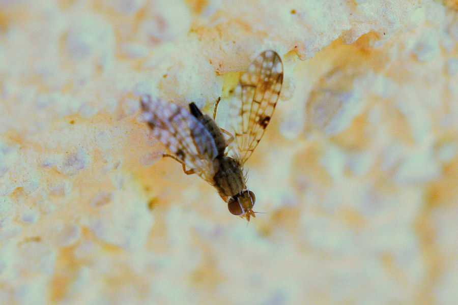 Tephritidae: Probabile Dioxyna sp.