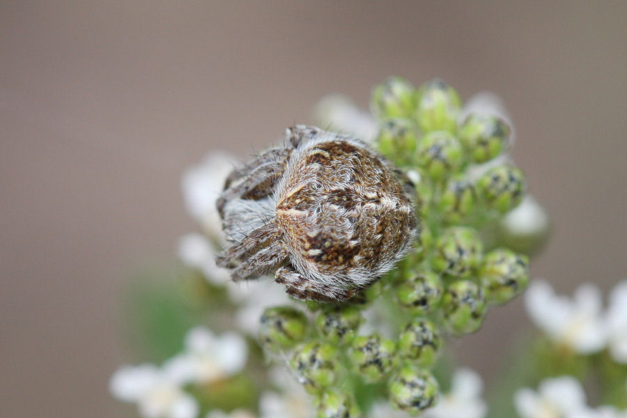 Agalenatea redii
