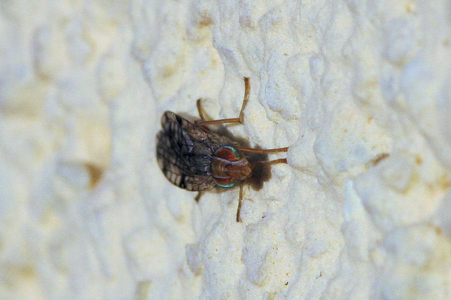 Tephritidae: Probabile Dioxyna sp.