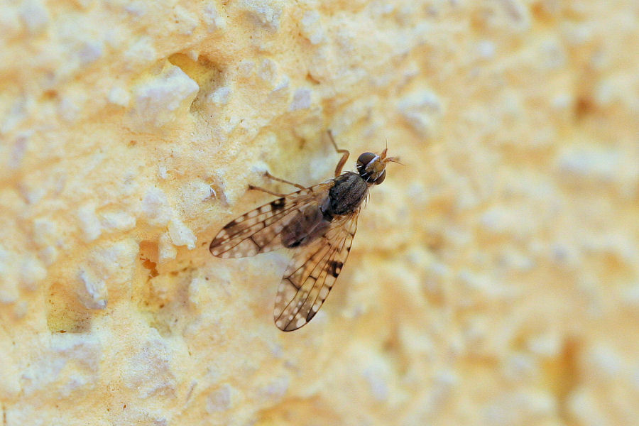 Tephritidae: Probabile Dioxyna sp.