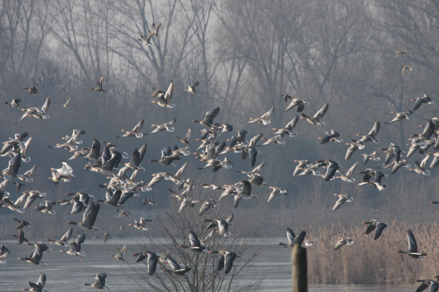 volo di oche selvatiche