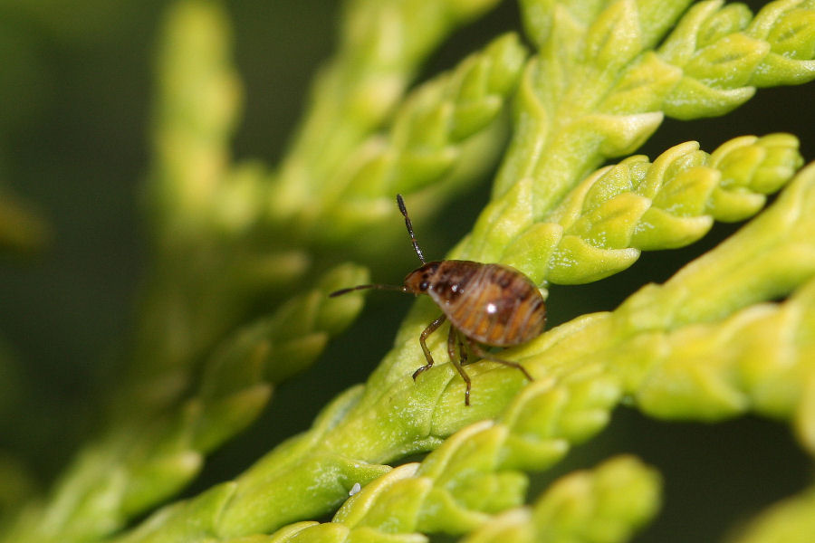 Holcogaster fibulata - nuova generazione