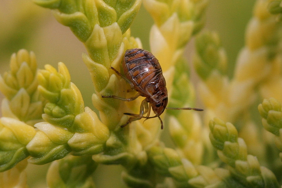 Holcogaster fibulata - nuova generazione