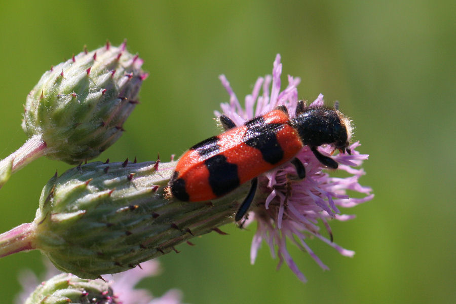 Trichodes apiarius vorace