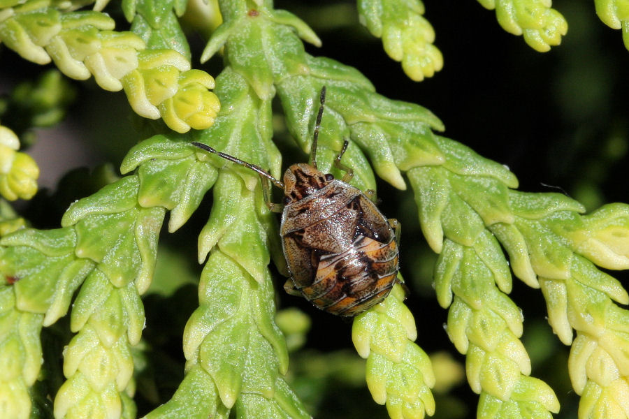 Holcogaster fibulata - nuova generazione