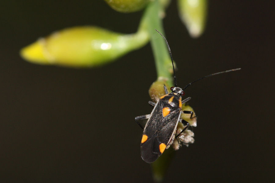 Miridae: Capsodes flavomarginatus dell''Emilia (BO)