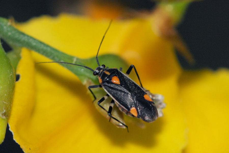 Miridae: Capsodes flavomarginatus dell''Emilia (BO)