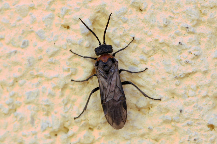 Dolerus sanguinicollis