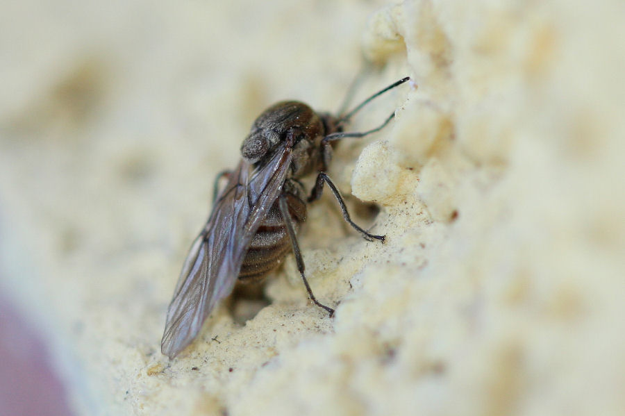 Femmina agamica di Andricus quercuscalicis, Cynipidae