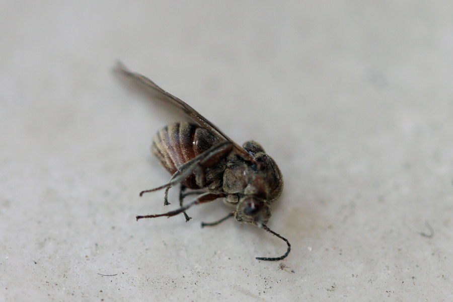 Femmina agamica di Andricus quercuscalicis, Cynipidae