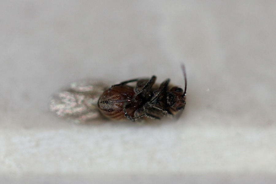 Femmina agamica di Andricus quercuscalicis, Cynipidae