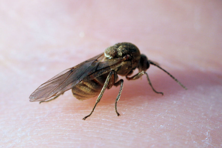 Femmina agamica di Andricus quercuscalicis, Cynipidae
