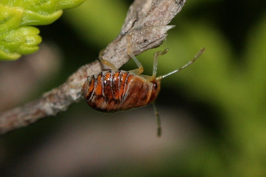 Holcogaster fibulata - nuova generazione