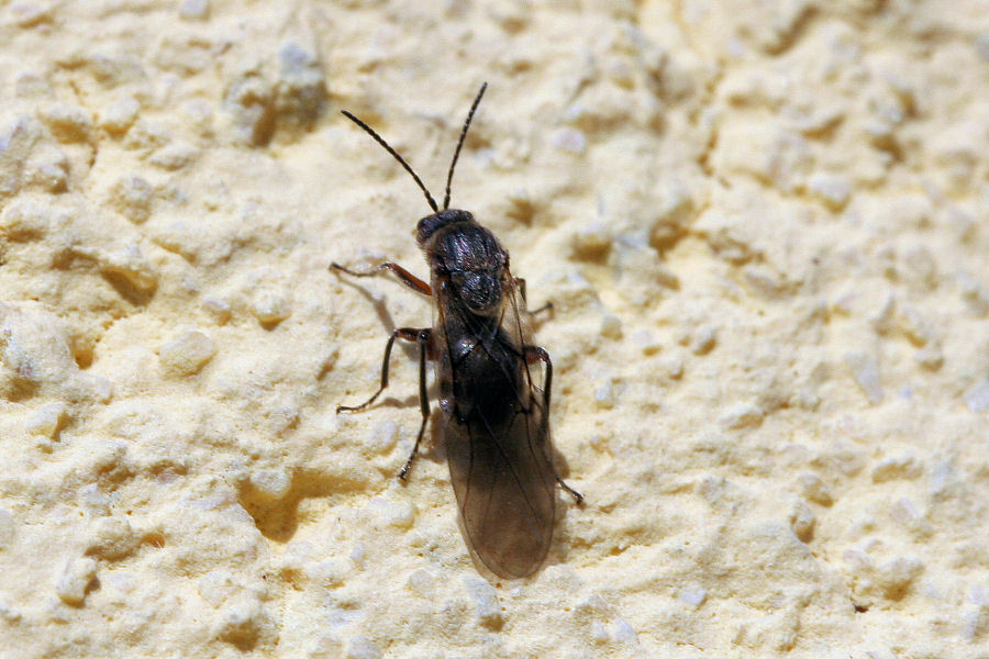 Femmina agamica di Andricus quercuscalicis, Cynipidae