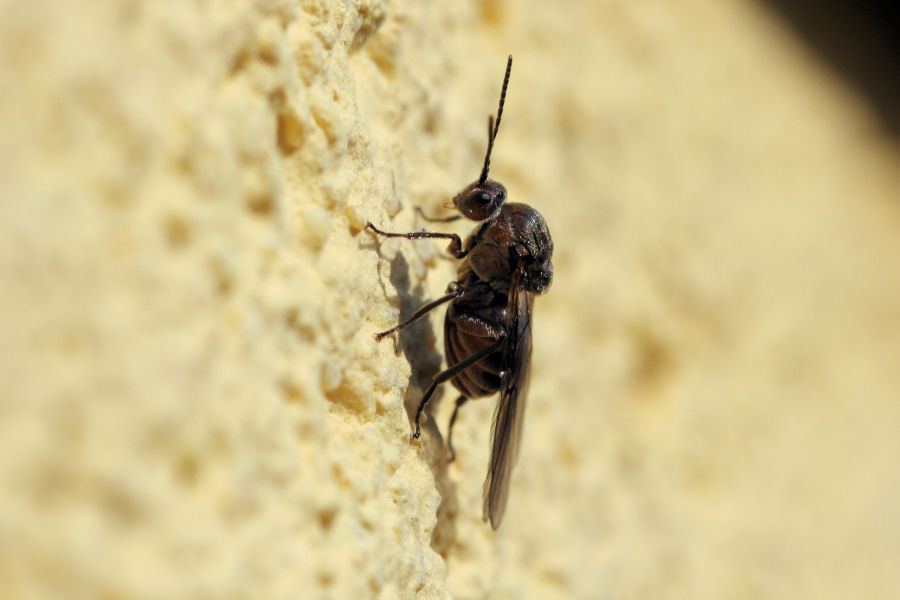 Femmina agamica di Andricus quercuscalicis, Cynipidae