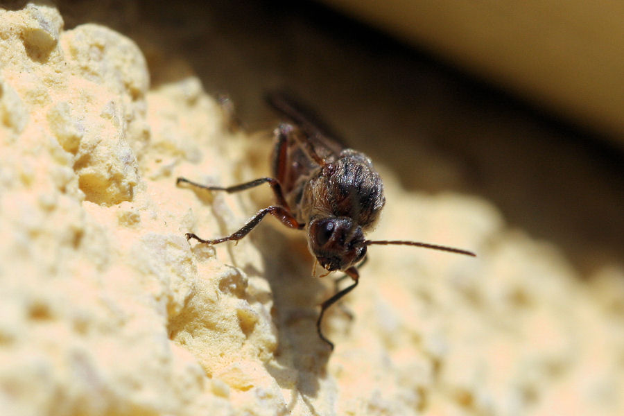 Femmina agamica di Andricus quercuscalicis, Cynipidae