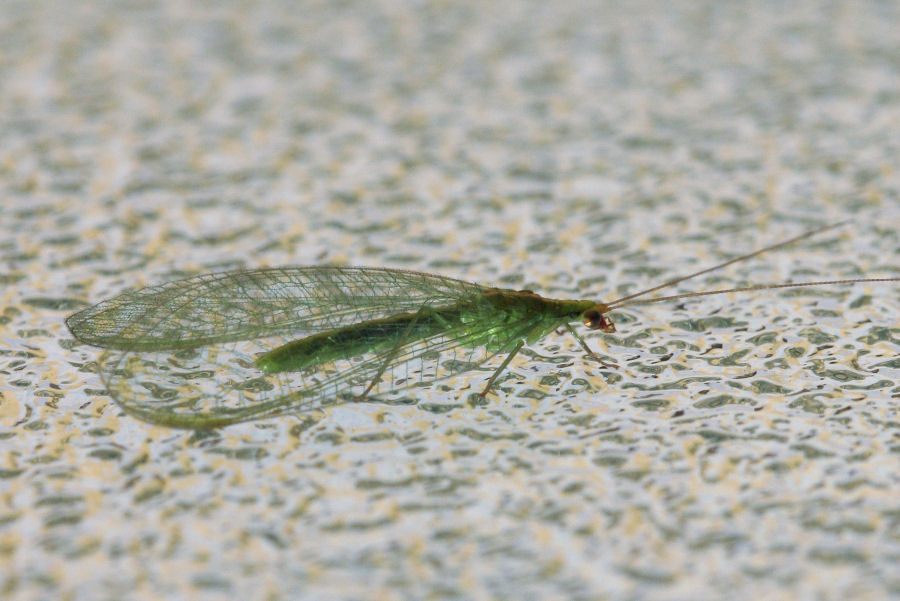Chrysoperla (due specie diverse)