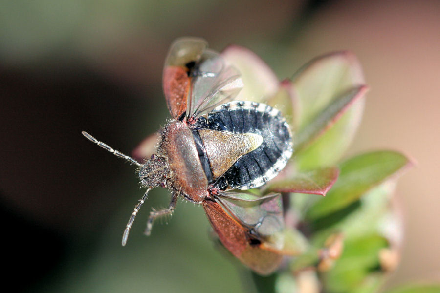 Dolycoris baccarum ... in partenza