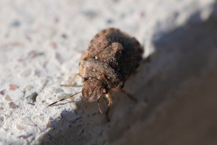Sciocoris maculatus e sideritidis dell''Emilia (BO)