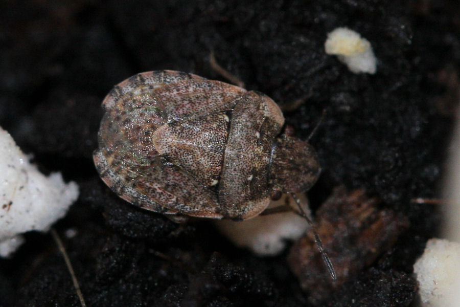 Sciocoris maculatus e sideritidis dell''Emilia (BO)