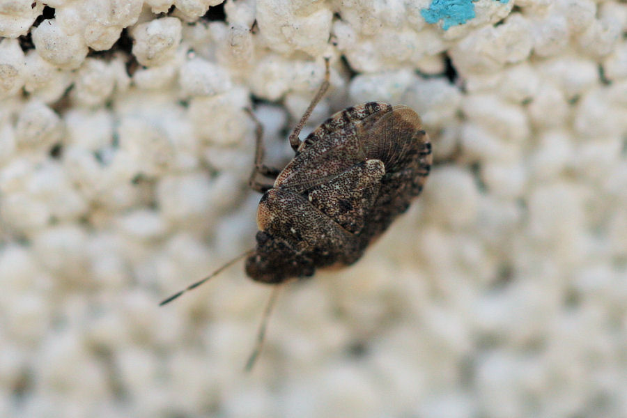 Sciocoris maculatus e sideritidis dell''Emilia (BO)