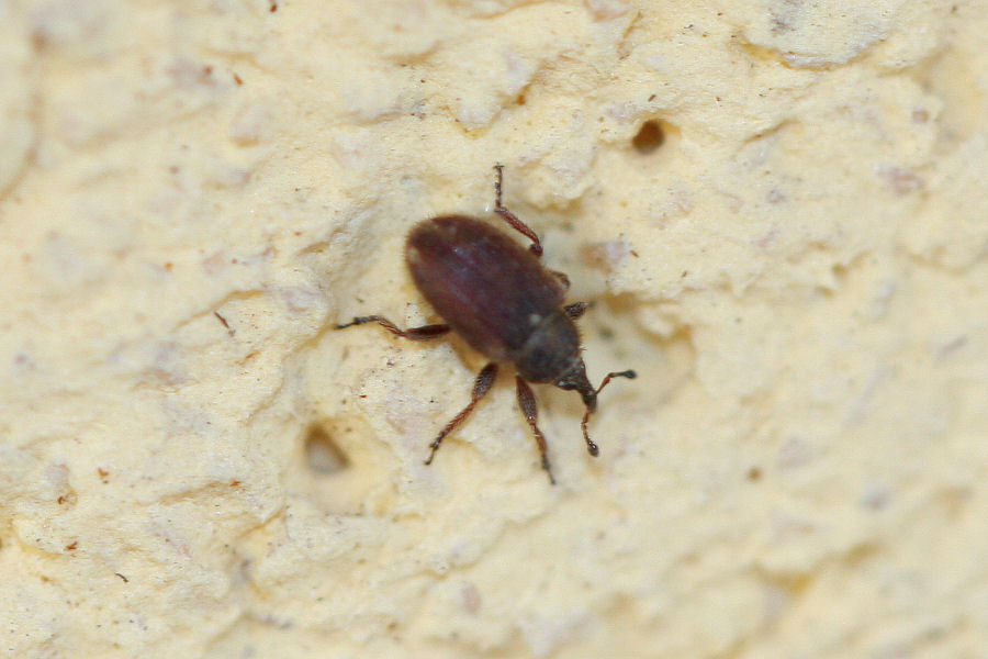 Curculionidae minuscolo: Gymnetron sp.