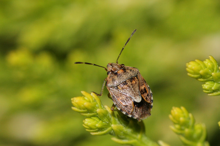 Holcogaster fibulata - nuova generazione