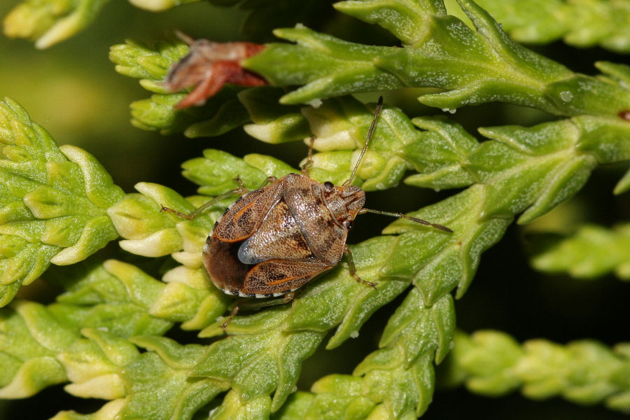 Holcogaster fibulata - nuova generazione