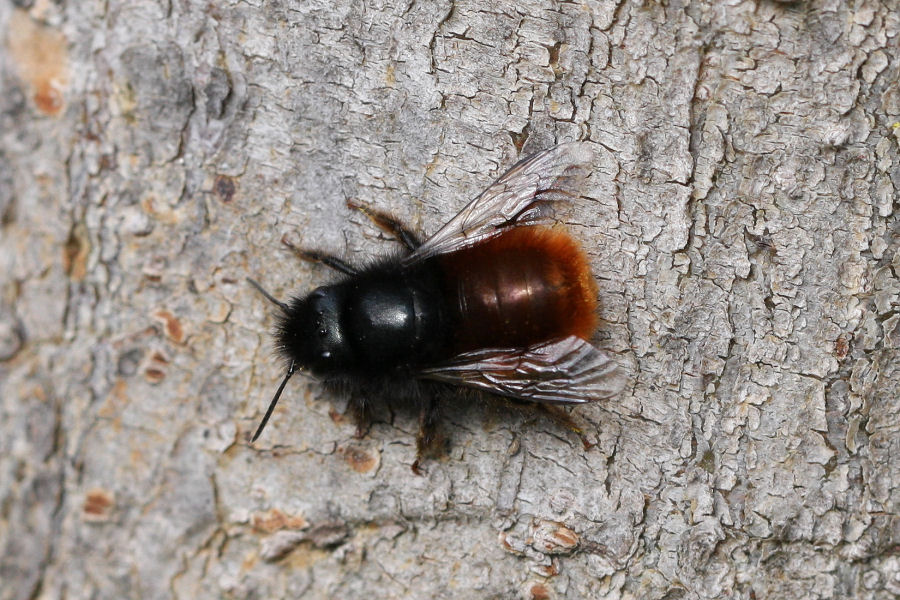 Osmia cornuta